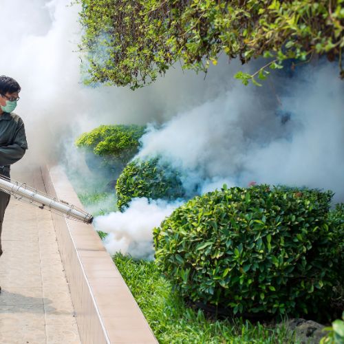 fogging taman
