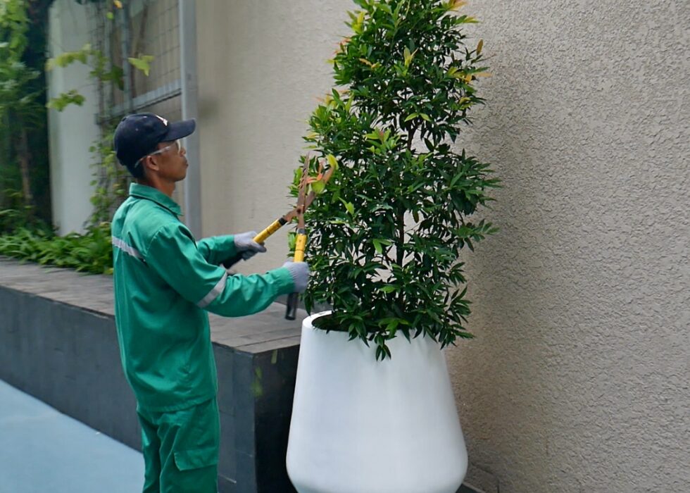 jasa gardening cleaning
